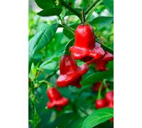 Bishops Crown Chilli Seeds - 10 Fresh Seeds - Jokers Hat Pepper Seeds