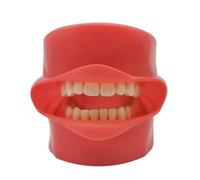 BITAYOH - Practice Teeth Model Training Silicone Mask Jaw Typodont Model 28 Tooth Removable for Teaching Dentists Learning Demonstration