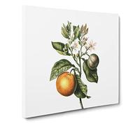 Bitter Orange Tree with Flowers by Pierre Joseph Redoute Canvas Print | Gallery Wrapped 30mm Frame Wall Art | 20x20 inches | Ready to Hang | Retro Floral Picture | Living Room Bedroom Lounge Office