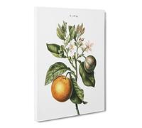 Bitter Orange Tree With Flowers By Pierre Joseph Redoute Canvas Print | Gallery Wrapped 30mm Frame Wall Art | 20x14 inches | Ready to Hang | Retro Floral Picture | Living Room Bedroom Lounge Office