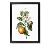 Bitter Orange Tree with Flowers by Pierre-Joseph Redoute Framed Print | A2 Black Framed Wall Art | Ready to Hang | Modern Floral Picture | Living Room Bedroom Lounge Office