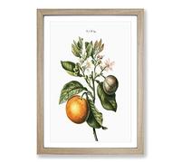 Bitter Orange Tree with Flowers by Pierre-Joseph Redoute Framed Print | A2 Oak Framed Wall Art | Ready to Hang | Modern Floral Picture | Living Room Bedroom Lounge Office