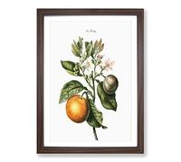 Bitter Orange Tree with Flowers by Pierre-Joseph Redoute Framed Print | A2 Walnut Framed Wall Art | Ready to Hang | Modern Floral Picture | Living Room Bedroom Lounge Office