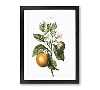 Bitter Orange Tree With Flowers By Pierre Joseph Redoute Vintage Framed Print | A3 Black Framed Wall Art | Ready to Hang | Classic Floral Picture | Living Room Bedroom Lounge Office
