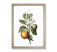 Bitter Orange Tree With Flowers By Pierre Joseph Redoute Vintage Framed Print | A3 Oak Framed Wall Art | Ready to Hang | Classic Floral Picture | Living Room Bedroom Lounge Office