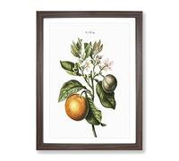 Bitter Orange Tree With Flowers By Pierre Joseph Redoute Vintage Framed Print | A4 Walnut Framed Wall Art | Ready to Hang | Classic Floral Picture | Living Room Bedroom Lounge Office
