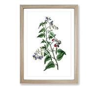 Bittersweet Flowers Illustration Framed Print | A2 Oak Framed Wall Art | Ready to Hang | Modern Floral Picture | Living Room Bedroom Lounge Office