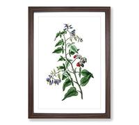 Bittersweet Flowers Illustration Framed Print | A2 Walnut Framed Wall Art | Ready to Hang | Modern Floral Picture | Living Room Bedroom Lounge Office