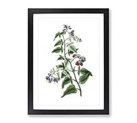 Bittersweet Flowers Illustration Vintage Framed Print | A2 Black Framed Wall Art | Ready to Hang | Classic Floral Picture | Living Room Bedroom Lounge Office