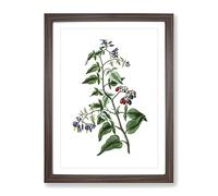 Bittersweet Flowers Illustration Vintage Framed Print | A3 Walnut Framed Wall Art | Ready to Hang | Classic Floral Picture | Living Room Bedroom Lounge Office