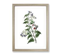 Bittersweet Flowers Illustration Vintage Framed Print | A4 Oak Framed Wall Art | Ready to Hang | Classic Floral Picture | Living Room Bedroom Lounge Office