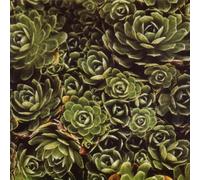 Bittova, Iva - Ne Nehledej