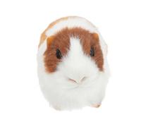 BIUDECO Synthetic Guinea Pig Figurine Lightweight Realistic Animal Model for Teaching Aid and Outdoor Garden Lawn Decoration Fluffy Plastic Shell Handcrafted Desktop Ornament