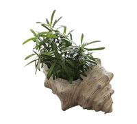 BKEKM Planters Large Creative Shells Ceramic Flower Pot Simple and Modern Planter with Drainage Hole Snail Shell Shape Plant Pots