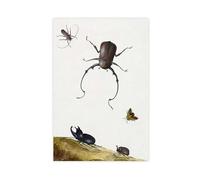 BKNSLJH Four Beetles And A Flying Stink Bug - Nicolaas Struyck Botanical Print Canvas Poster Bedroom Decor Landscape Office Room Decor Gift 20x30inch(50x75cm)