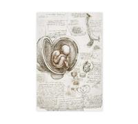 BKNSLJH Studies of The Fetus in The Womb - Leonardo Da Vinci Anatomy Illustration Canvas Poster Bedroom Decor Landscape Office Room Decor Gift 16x24inch(40x60cm)