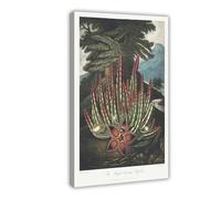 BKNSLJH The Maggot - Bearing Stapelia from The Temple of Flora - Robert John Thornton Vintage Poster Canvas Poster Bedroom Decor Landscape Office Room Decor Gift 16x24inch(40x60cm)