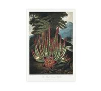 BKNSLJH The Maggot - Bearing Stapelia from The Temple of Flora - Robert John Thornton Vintage Poster Canvas Poster Wall Art Decor Print Picture Paintings Decoration 20x30inch(50x75cm)