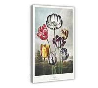 BKNSLJH Tulpen Uit The Temple of Flora - Robert John Thornton Vintage Poster Canvas Poster Bedroom Decor Landscape Office Room Decor Gift 12x18inch(30x45cm)