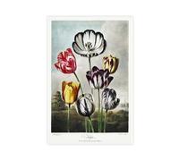 BKNSLJH Tulpen Uit The Temple of Flora - Robert John Thornton Vintage Poster Canvas Poster Wall Art Decor Print Picture Paintings Decoration 24x36inch(60x90cm)