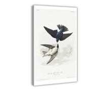 BKNSLJH White - Belied Swallow Uit Birds of America -John James Audubon_ Vintage Vogelprint Canvas Poster Wall Art Decor Print Picture Paintings Decoration 08x12inch(20x30cm)