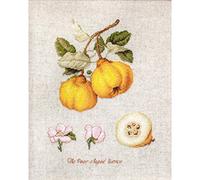 BL22430 The Pear shaped Quince - Cross Stitch Kit Luca-S