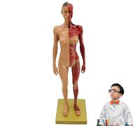 Blablablalu Muscle Anatomy Model Artificial Realistic Resin Human Body Model with Base Multi-Purpose Muscle Anatomy for Medical Display/Teaching, Sketching, Female