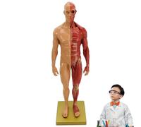 Blablablalu Muscle Anatomy Model Artificial Realistic Resin Human Body Model with Base Multi-Purpose Muscle Anatomy for Medical Display/Teaching, Sketching, Male