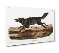 Black American Wolf By John Woodhouse Audubon Canvas Print | Gallery Wrapped 30mm Frame Wall Art | 24x16 inches | Ready to Hang | Retro Animals Picture | Living Room Bedroom Lounge Office