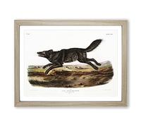 Black American Wolf By John Woodhouse Audubon Vintage Framed Print | A3 Oak Framed Wall Art | Ready to Hang | Classic Animal Picture | Living Room Bedroom Lounge Office