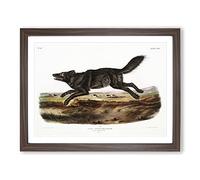 Black American Wolf By John Woodhouse Audubon Vintage Framed Print | A3 Walnut Framed Wall Art | Ready to Hang | Classic Animal Picture | Living Room Bedroom Lounge Office