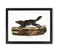 Black American Wolf By John Woodhouse Audubon Vintage Framed Print | A4 Black Framed Wall Art | Ready to Hang | Classic Animal Picture | Living Room Bedroom Lounge Office