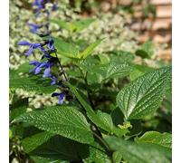 Black And Blue Salvia Sage Perennials Flowering Plants Salvia Guaranitica 2L Pot Plant Theory Green One Size
