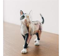 Black and White Cat Skeleton Anatomical Model Anatomical Cat Model Teaching Model 28 Detachable Body Organs and Parts Cat Anatomical Model with 4D Vision