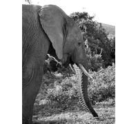 Black and White Elephant - 2000 Piece Paper Jigsaw Puzzle - Gift for Boy or Girl 70x100cm