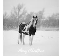 Black and White Horse in the Snow Pack of 5 Christmas Greeting Cards 150mm x 150mm Square - Including Envelopes - GC683SQPCK5