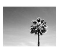 Black And White Palm Tree Large Wall Art Print Canvas Premium Poster
