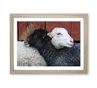 Black and White Sheep No.2 Modern Framed Print | A2 Oak Framed Wall Art | Ready to Hang | Modern Animal Picture | Living Room Bedroom Lounge Office