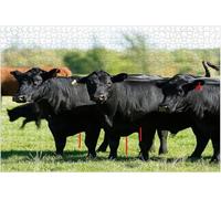 Black Angus Beef Cows Creative Fun Jigsaw Puzzle for Adults Challenging Traditional Puzzle Perfect for Family Nights Game_1000pcs