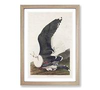 Black-Backed Gull by John James Audubon Framed Print | A2 Oak Framed Wall Art | Ready to Hang | Modern Animal Picture | Living Room Bedroom Lounge Office