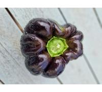 Black Beauty Sweet Pepper Seeds - 10 Fresh Seeds