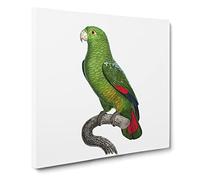 Black Billed Amazon Parrot by F. Levaillant Vintage Canvas Wall Art Print Ready to Hang, Framed Picture for Living Room Bedroom Home Office Décor, 20x20 Inch (50x50 cm)