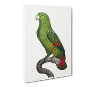 Black Billed Amazon Parrot By F. Levaillant Vintage Canvas Wall Art Print Ready to Hang, Framed Picture for Living Room Bedroom Home Office Décor, 30x20 Inch (76x50 cm)