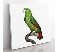 Black Billed Amazon Parrot by F. Levaillant Vintage Canvas Wall Art Print Ready to Hang, Framed Picture for Living Room Bedroom Home Office Décor, 35x35 cm (14x14 Inch)