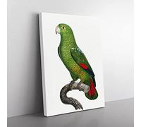 Black Billed Amazon Parrot By F. Levaillant Vintage Canvas Wall Art Print Ready to Hang, Framed Picture for Living Room Bedroom Home Office Décor, 60x40 cm (24x16 Inch)