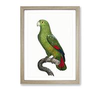 Black Billed Amazon Parrot By F. Levaillant Vintage Framed Wall Art Print, Ready to Hang Picture for Living Room Bedroom Home Office Décor, Oak A2 (64 x 46 cm)
