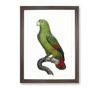 Black Billed Amazon Parrot By F. Levaillant Vintage Framed Wall Art Print, Ready to Hang Picture for Living Room Bedroom Home Office Décor, Walnut A4 (34 x 25 cm)