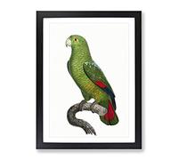 Black Billed Amazon Parrot By F. Levaillant Vintage Framed Wall Art Print, Ready to Hang Picture for Living Room Bedroom Home Office Décor, Black A2 (64 x 46 cm)
