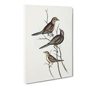 Black Breasted Song Lark Bird By Elizabeth Gould Canvas Print | Gallery Wrapped 30mm Frame Wall Art | 20x14 inches | Ready to Hang | Retro Animals Picture | Living Room Bedroom Lounge Office