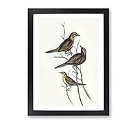 Black Breasted Song Lark Bird By Elizabeth Gould Vintage Framed Print | A2 Black Framed Wall Art | Ready to Hang | Classic Nature Picture | Living Room Bedroom Lounge Office
